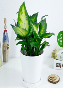 宁波奉化植物出租价格实惠